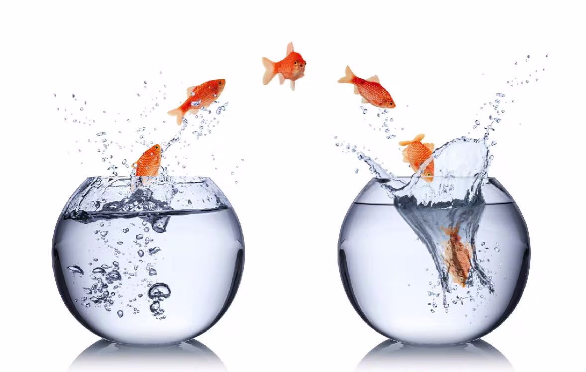 gold fishes jumping from one round small aquarium tank to another bigsun