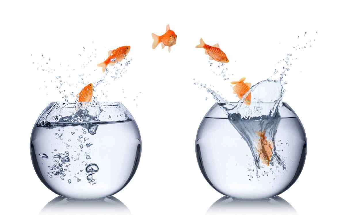 gold fishes jumping from one round small aquarium tank to another bigsun
