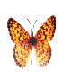 this is a moving butterfly placed on the banner bigsun